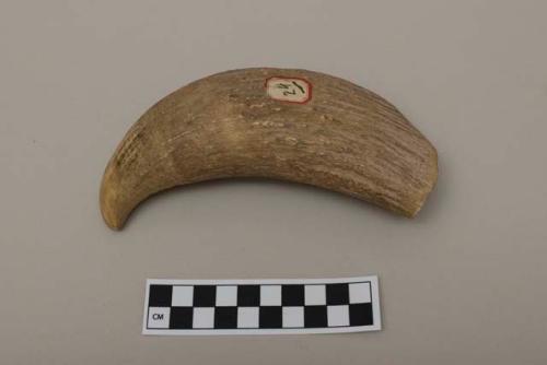 Sperm whale tooth