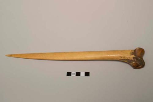 Cassowary femur dagger for cutting pandanus (tul)