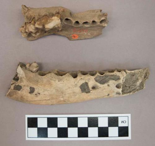 Fragments of jaw bone