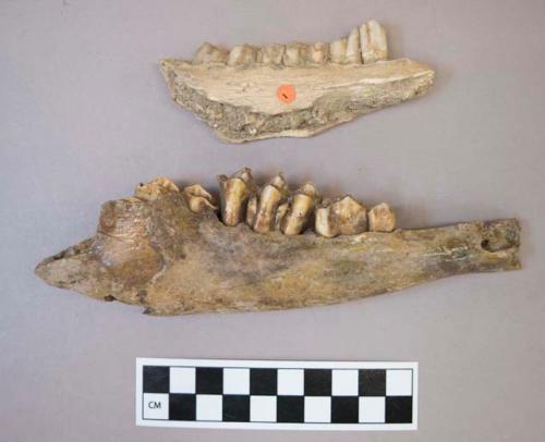 Fragments of animal jaw and bones