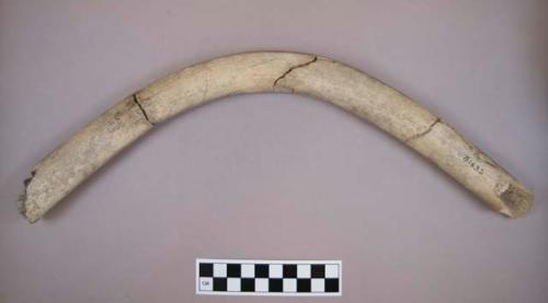 Fragments worked antler