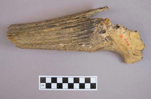 Fragment of horn