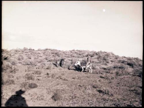 Emil Haury on a mule, mid-distance