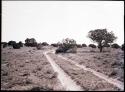 Road from camp to Jeddito