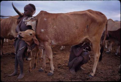 Hamar children milking cow - Ethiopia