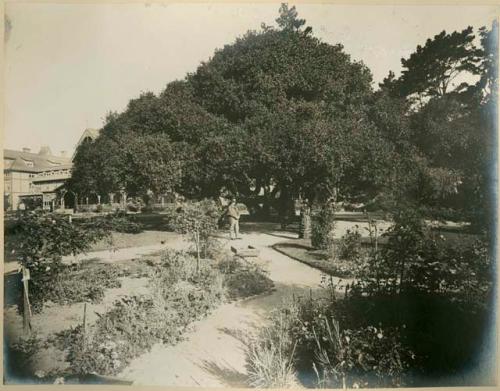 Park of the Hotel del Monte