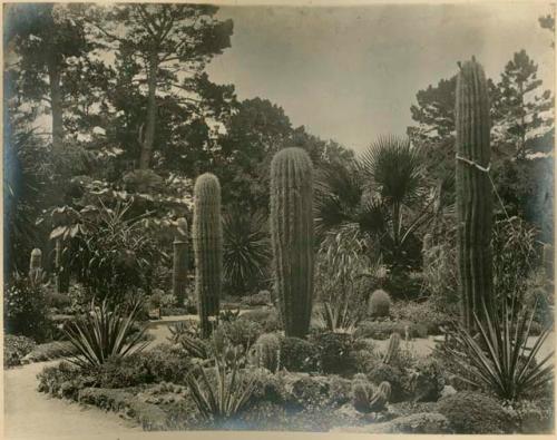 Cactus Section of the Hotel del Monte Park