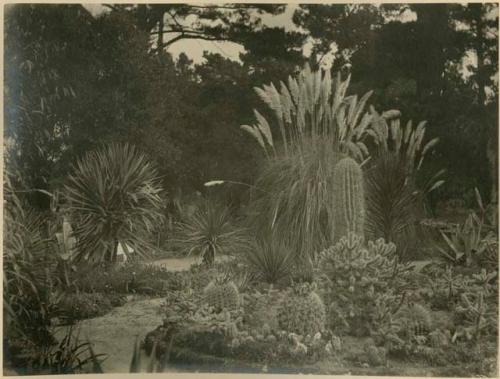 Group in the Cactus Section of the Hotel del Monte Park