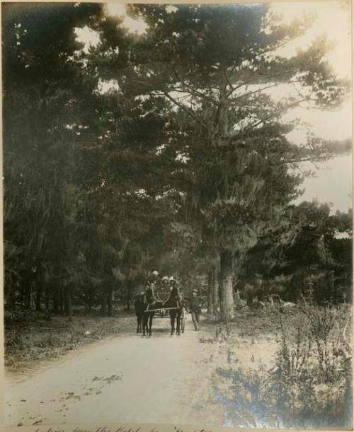 Horse and carriage on the road from Hotel del Monte along southern shore.