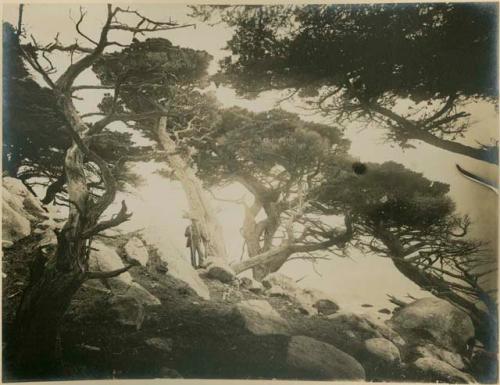 Wind twisted Cypress trees along shore