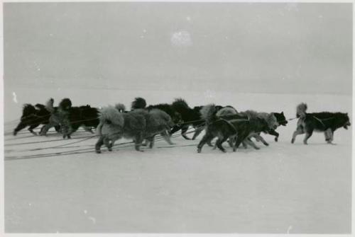 Sled dogs