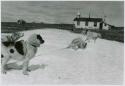 Team of dogs, with church in background