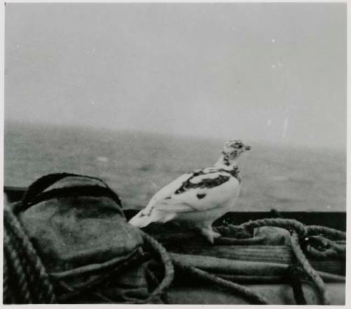 Bird perched on boat