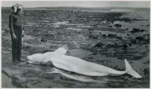 Man standing next to whale carcass