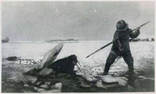 Man hunting walrus