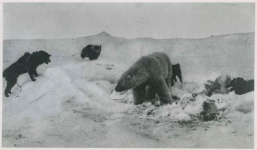 Polar bear and dogs