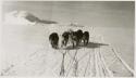 Team of sled dogs