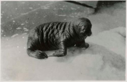 Baby walrus