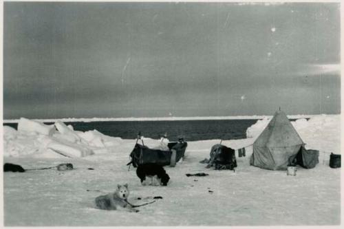 Dogs in front of boat and camp