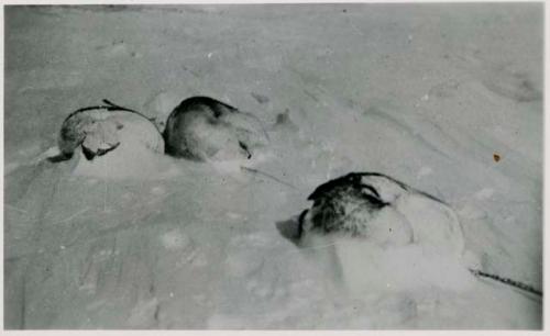 Sled dogs asleep in snow