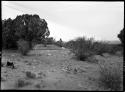 Site 101, before excavation, from NE.