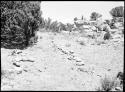 Site 104, showing stone rows, looking west.