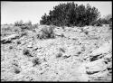 Site 104, before start of work, showing walls dividing rooms, looking west.