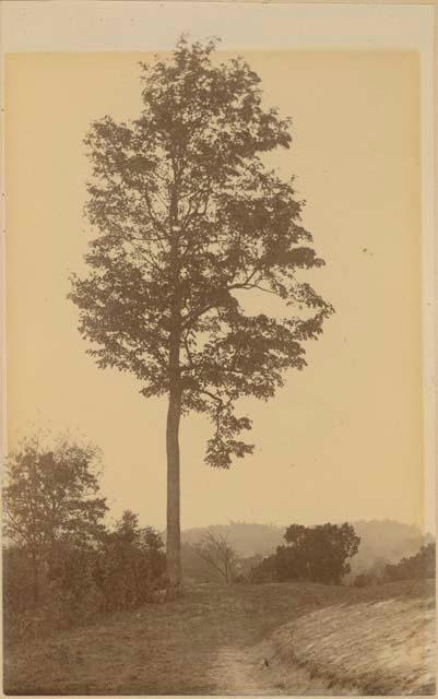 Tree near Part of Serpent Head, Serpent Mound Park