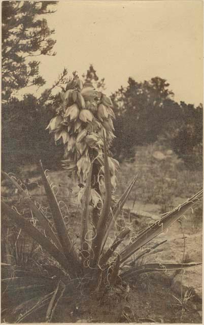 Yucca Baccata