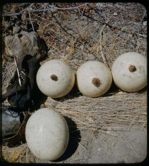 Possessions: Ostrich egg shells with stoppers; three of them showing decoration on the shells