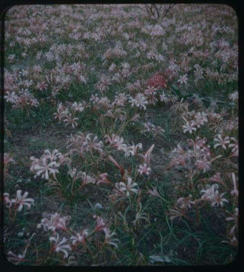 Field of pink flowers