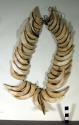 Man's necklace of incisor teeth of bush hog, bored at base and +