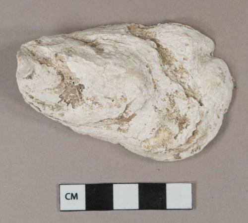 Intact oyster shell, degraded