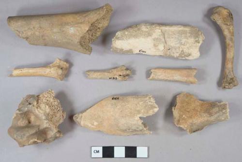 Bone fragments, most mammal, 5 likely bird, 2 unfused epiphyseal ends, 2 gnawed by scavengers