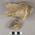 Mammal bone fragments, unfused