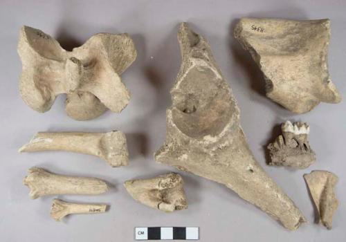 Mammal bone fragments, 1 sawn vertebra, 1 mandible fragment with teeth, 2 bird bones