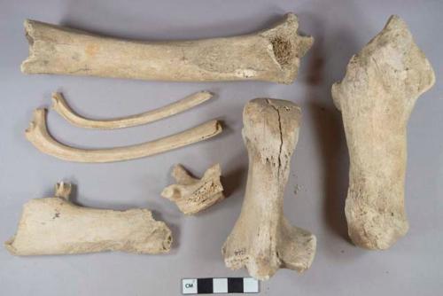 Mammal bone fragments, 1 mandible fragment with tooth, 3 bird bones