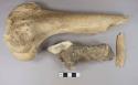 Mammal bone fragments, 1 with cut marks, long bone fusing