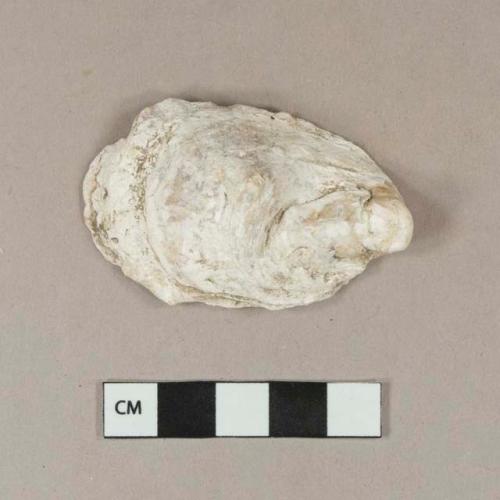 Shell, possibly oyster