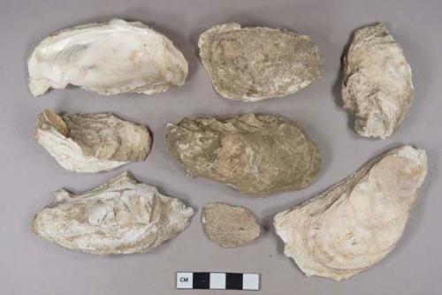 Shell fragments, mostly oyster, heavily degraded