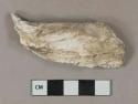 Shell fragment, likely oyster