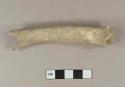 Animal long bone fragment