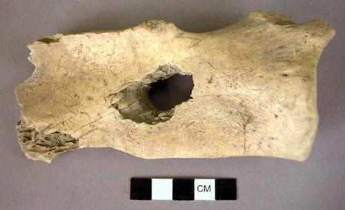 Acromian process of cattle scapula with artificial perforation