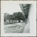 Photograph album, Yaruro fieldwork, p. 3, photo 1, yard with trees