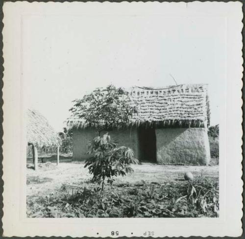 Photograph album, Yaruro fieldwork, p. 4, photo 4, building with thatched roof