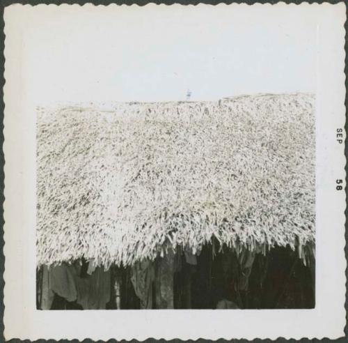 Photograph album, Yaruro fieldwork, p. 5, photo 1, close view of thatched roof