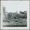 Photograph album, Yaruro fieldwork, p. 9, photo 1, view of local flora