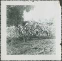Photograph album, Yaruro fieldwork, p. 9, photo 3, view of local flora