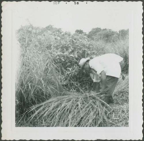 Photograph album, Yaruro fieldwork, p. 10, photo 1, man cutting brush