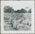 Photograph album, Yaruro fieldwork, p. 10, photo 2, crop field